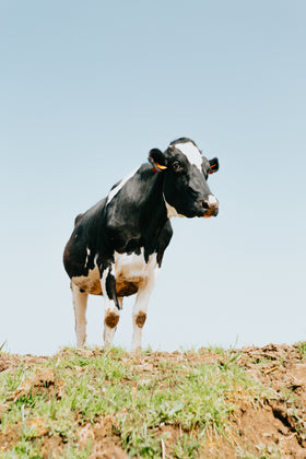 Grass-Fed Tallow