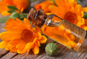 Calendula Extract