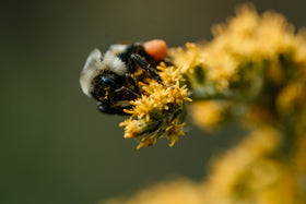 Beeswax