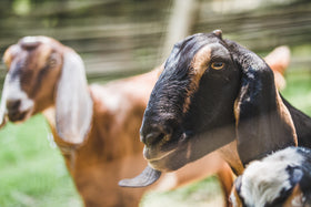 Goat's Milk