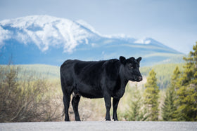 Grass-Fed Tallow